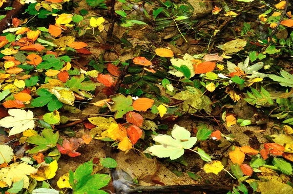 Folhas caídas em um rio de montanha — Fotografia de Stock