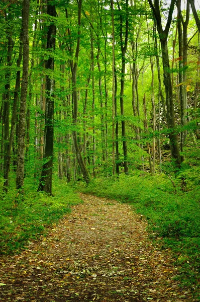 Caminho na floresta com folhas em movimento devido à longa exposição — Fotografia de Stock