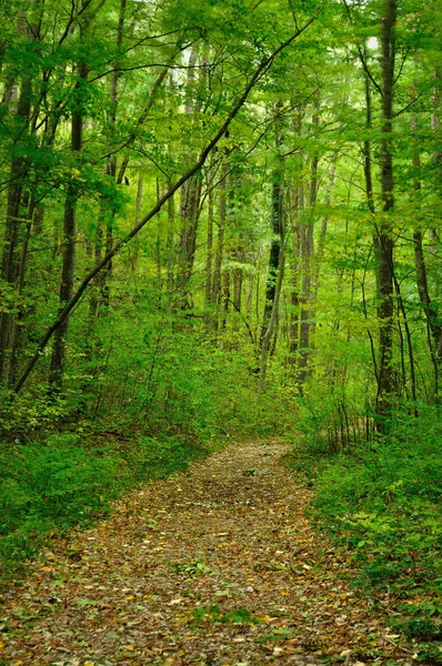 Caminho na floresta com folhas em movimento devido à longa exposição — Fotografia de Stock