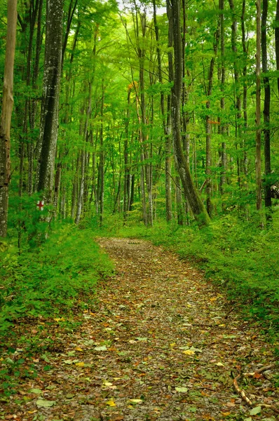 Путь в лесу с движущимися листьями из-за длительного воздействия — стоковое фото