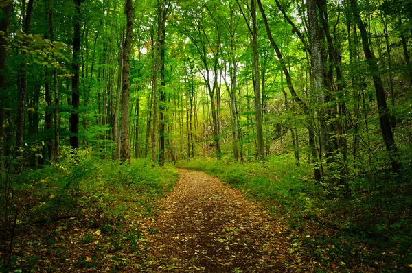 Percorso nella foresta con foglie in movimento a causa della lunga esposizione — Foto Stock