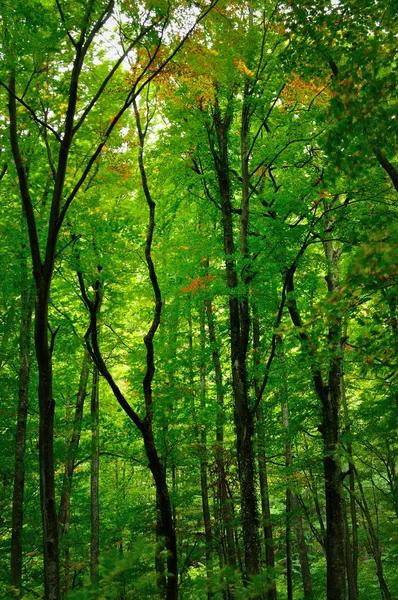 Floresta verde árvores — Fotografia de Stock