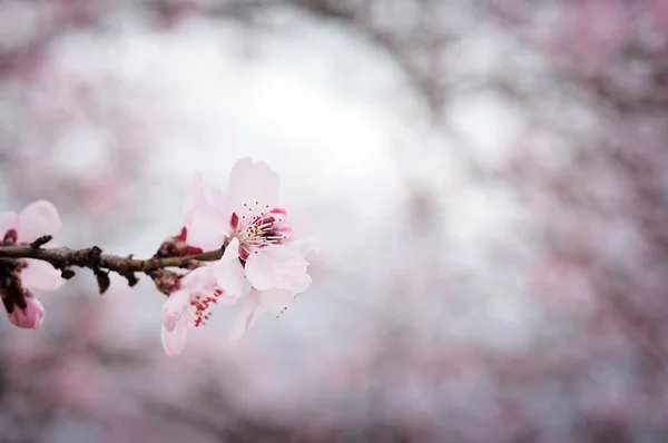 Flores de primavera rosa — Fotografia de Stock