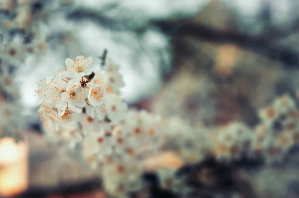 Fleurs blanches de printemps — Photo