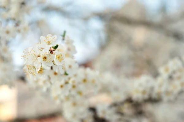 Fleurs blanches de printemps — Photo