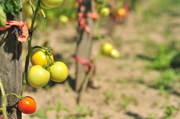 Tomates en el jardín — Foto de Stock