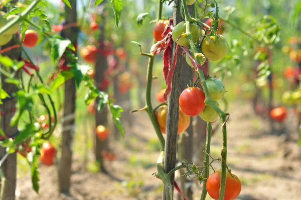 Tomatoes in the garden — Stock Photo, Image