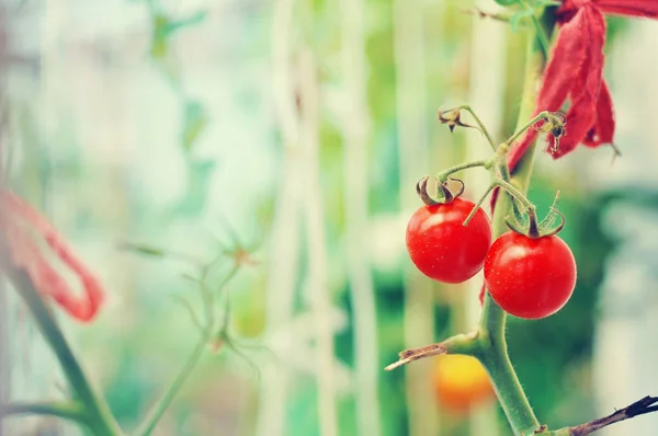 Tomates no jardim — Fotografia de Stock