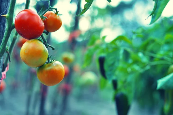 Tomates en el jardín — Foto de Stock