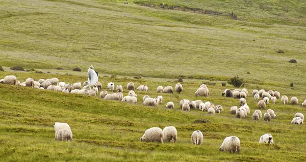 高い山の羊と孤独な羊飼い. — ストック写真