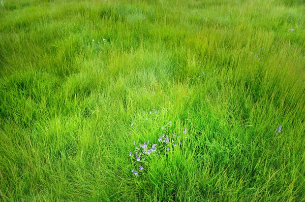 Berggräs med lila blommor — Stockfoto