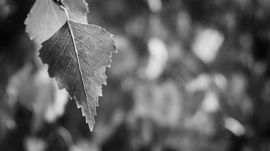 Huş ağacı yaprak sonbaharda