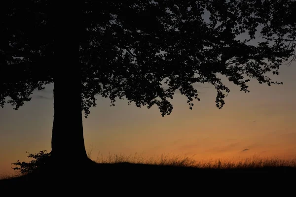 明るい夕日の光の中で木のシルエット — ストック写真