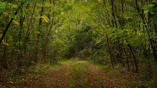 Дорога в лісі на початку осені — стокове фото