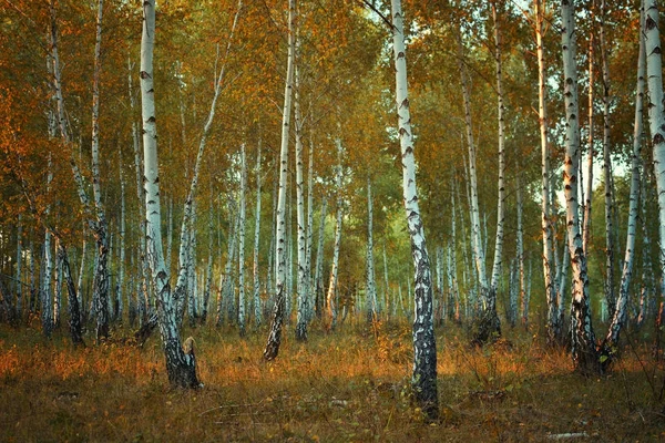 秋天的桦树林 — 图库照片