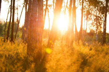 Sıcak güneş ışığında huş ağacı ormanı, orman manzarası