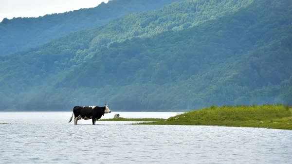 大きな森の上の川による牧草地の牛 — ストック写真