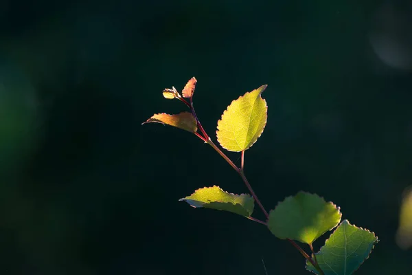 Björklöv mot en mörkgrön bakgrund — Stockfoto