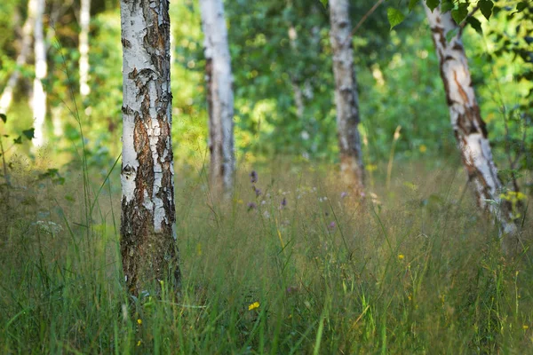 Березовый лес под теплым солнечным светом, пейзаж заката — стоковое фото