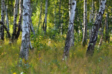 Sıcak güneş ışığında huş ağacı ormanı, orman manzarası