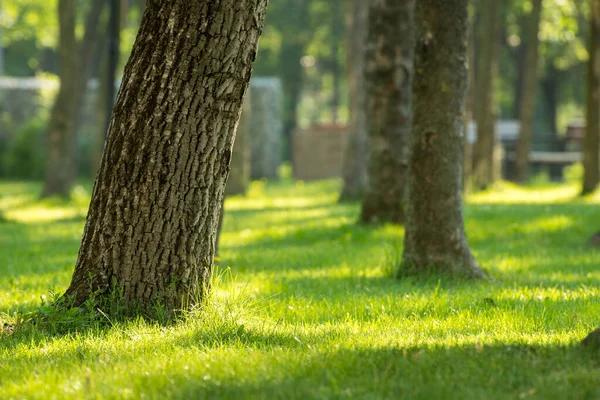 Tronc Arbre Couvert Herbe Dans Parc — Photo