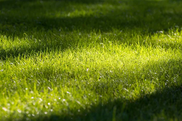Grönt Gräs Vid Solnedgången Ljus — Stockfoto