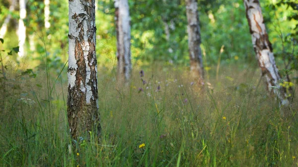 Birch Árvore Tronco Fechar Contra Fundo Fora Foco — Fotografia de Stock