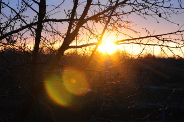 Arkaplanda yaprakları olmayan meyve dalları. Güneş ışınlarının ışıltılarıyla yanan turuncu günbatımı.