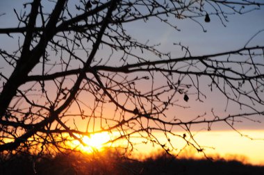 Arkaplanda yaprakları olmayan meyve dalları. Güneş ışınlarının ışıltılarıyla yanan turuncu günbatımı.
