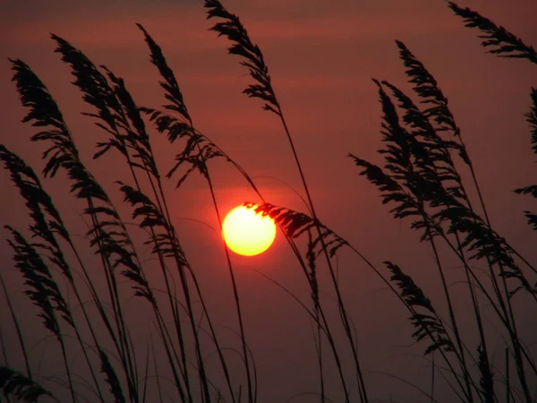 Florida 'da toz bulutu günbatımı