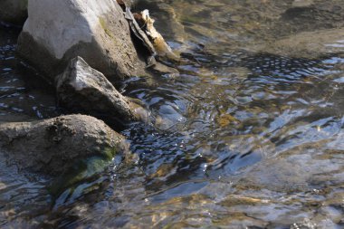 Öğleden sonra deniz kıyıları dalgalar ve su sıçramalarıyla, deniz kıyıları taşlarla.