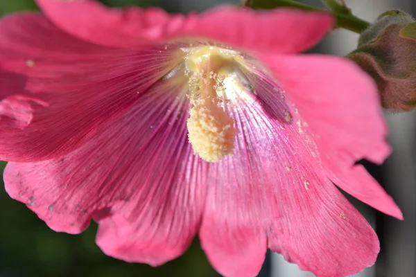 Parlak Taç Yaprakları Bahar Yaz Aylarında Açan Çok Renkli Çiçekler — Stok fotoğraf