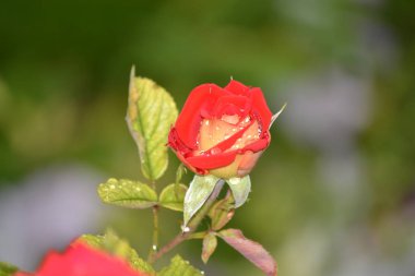Bir yaz öğleden sonra bahçede açan parlak, güzel bir gül çiçeği.