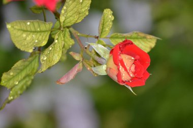 Bir yaz öğleden sonra bahçede açan parlak, güzel bir gül çiçeği.