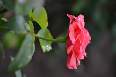 Bir yaz öğleden sonra bahçede açan parlak, güzel bir gül çiçeği.