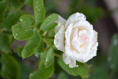 Bir yaz öğleden sonra bahçede açan parlak, güzel bir gül çiçeği.