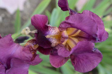 Farklı taç yaprakları olan parlak bir iris çiçeği yazın açtı.