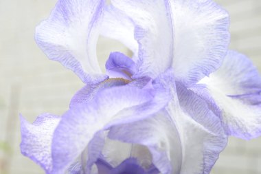 Farklı taç yaprakları olan parlak bir iris çiçeği yazın açtı.