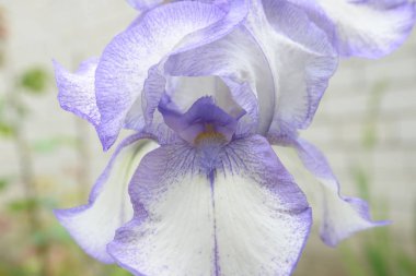 Farklı taç yaprakları olan parlak bir iris çiçeği yazın açtı.