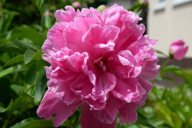 Farklı taç yaprakları olan parlak bir iris çiçeği yazın açtı.