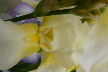 Farklı taç yaprakları olan parlak bir iris çiçeği yazın açtı.