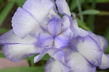 Farklı taç yaprakları olan parlak bir iris çiçeği yazın açtı.