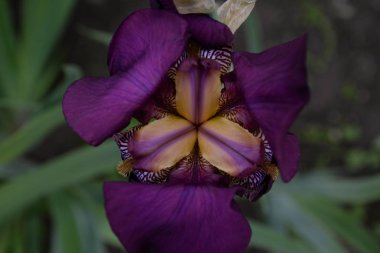 Farklı taç yaprakları olan parlak bir iris çiçeği yazın açtı.