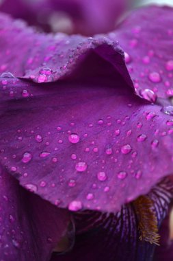 Farklı taç yaprakları olan parlak bir iris çiçeği yazın açtı.