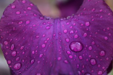 Farklı taç yaprakları olan parlak bir iris çiçeği yazın açtı.