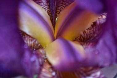 Farklı taç yaprakları olan parlak bir iris çiçeği yazın açtı.