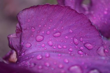 Farklı taç yaprakları olan parlak bir iris çiçeği yazın açtı.