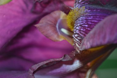 Farklı taç yaprakları olan parlak bir iris çiçeği yazın açtı.