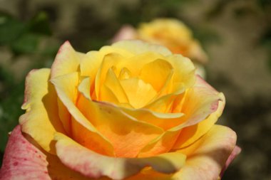 Bir yaz öğleden sonra bahçede açan parlak, güzel bir gül çiçeği.