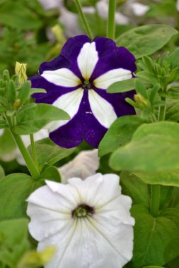 Renkli taç yapraklarıyla parlak Petunya çiçekleri yazın çiçek açtı.